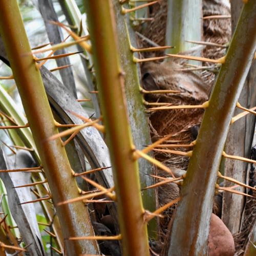 senefal date palm thorns